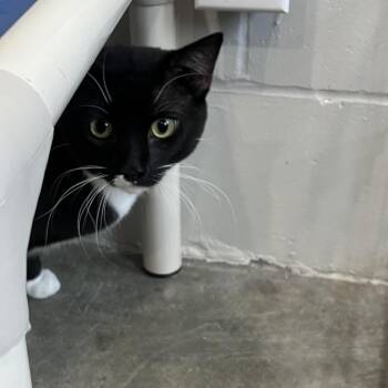 Domestic Short Hair Cats Available for Adoption in Richmond Hill, Georgia - Phil | PetCurious