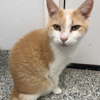 Rescue Domestic Short Hair Cats for Adoption in Kingman, Kansas - Twinkie | PetCurious