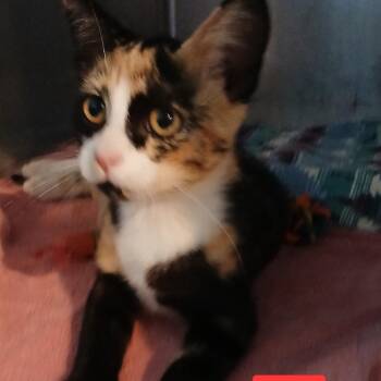 Athena C11990 -  Domestic Short Hair Cat for Adoption - Athena C11990 | PetCurious