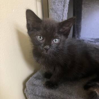Miso -  Domestic Short Hair Cat for Adoption in South Elgin, Illinois - Miso | PetCurious