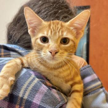 Garfield -  Domestic Short Hair Cat for Adoption in Sonora, California - Garfield | PetCurious