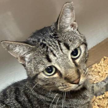 Sonjie -  Domestic Short Hair Cat for Adoption in Yuma, Arizona - Sonjie | PetCurious