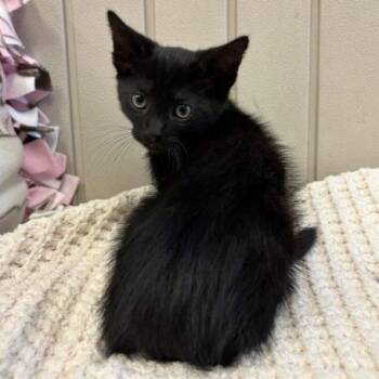 Domestic Short Hair Cats Available for Adoption in Hawthorne, California - Dopey | PetCurious