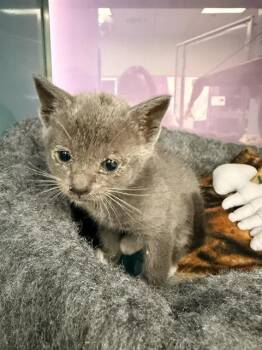 CHONCHITO* -  Domestic Short Hair Cat for Adoption in Santa Cruz, California - CHONCHITO* | PetCurious