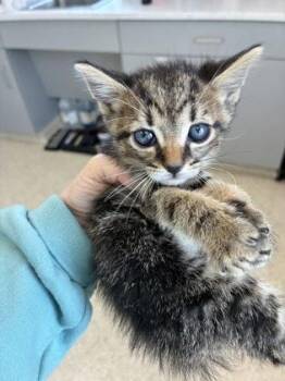 Randy (Green Collar) -  Domestic Short Hair Cat for Adoption in Lafayette, Indiana - Randy (Green Collar) | PetCurious