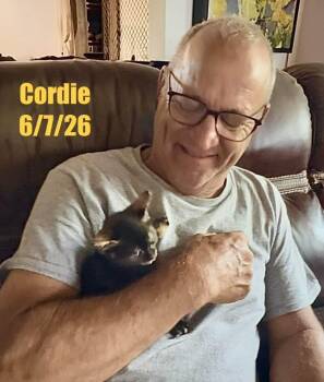Cordie -  Domestic Short Hair Cat for Adoption in Berlin, Maryland - Cordie | PetCurious
