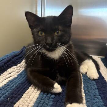 Jep -  Domestic Short Hair Cat for Adoption in Clavet, Saskatchewan - Jep | PetCurious