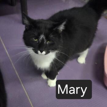 Mary -  Domestic Medium Hair Cat Available for Adoption in Snow Hill, North Carolina - Mary | PetCurious