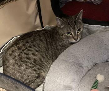 Domestic Short Hair Cats Available for Adoption - Lia Marie | PetCurious