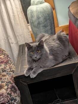 Rescue Domestic Medium Hair Cats for Adoption - Candyman | PetCurious