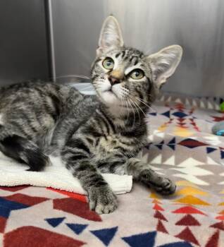 Amara -  Domestic Short Hair Cat for Adoption in Grants Pass, Oregon - Amara | PetCurious
