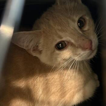 Tabasco -  Domestic Short Hair Cat for Adoption in Louisville, Kentucky - Tabasco | PetCurious