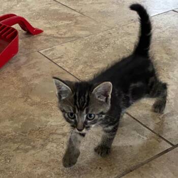 Newbie C4 -  Domestic Short Hair Cat for Adoption in Pahoa, Hawaii - Newbie C4 | PetCurious