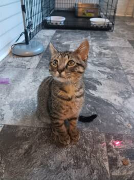 Schaffer -  Domestic Short Hair Cat for Adoption in Dyersburg, Tennessee - Schaffer | PetCurious