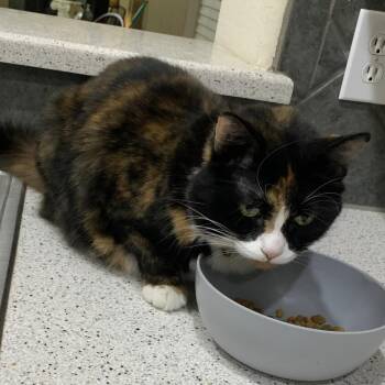 Domestic Medium Hair Cats Available for Adoption in Dallas, Texas - Bastet 2621 | PetCurious
