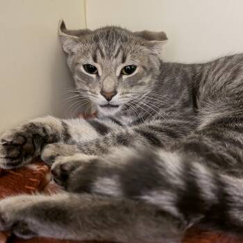 Lucky Charms -  Domestic Short Hair Cat for Adoption in Cooperstown, New York - Lucky Charms | PetCurious