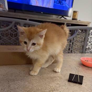 Amber -  Domestic Short Hair Cat for Adoption in Wheeling, Illinois - Amber | PetCurious