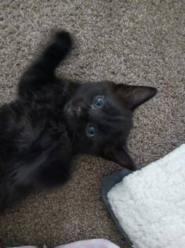 Sea Breeze -  Domestic Short Hair Cat for Adoption in Van Wert, Ohio - Sea Breeze | PetCurious