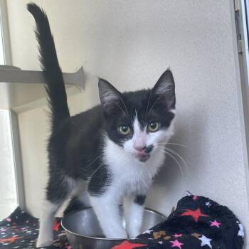 Willow -  Domestic Long Hair Cat for Adoption in Gloucester, Virginia - Willow | PetCurious