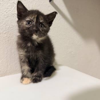 Diana -  Tortoiseshell Cat for Adoption in Greensboro, North Carolina - Diana | PetCurious