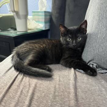 King Julian -  Bombay Cat for Adoption in Fresno, California - King Julian | PetCurious