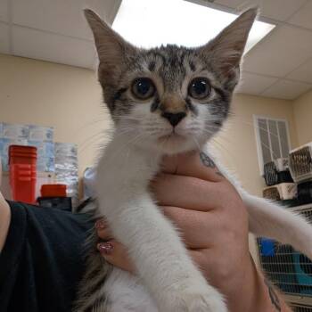 Cricket -  Domestic Short Hair Cat for Adoption in Titusville, Florida - Cricket | PetCurious