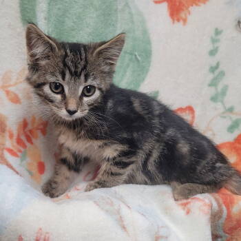 Rescue Domestic Short Hair Cats for Adoption in Akron, Ohio - Laverne&Shirley Litter - SQUIGGY | PetCurious