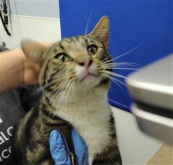 PATROCLUS -  Domestic Short Hair Cat for Adoption in Albuquerque, New Mexico - PATROCLUS | PetCurious