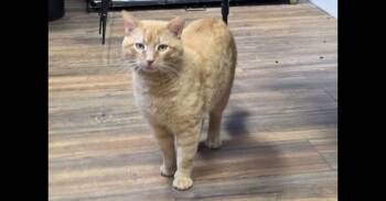 Domestic Short Hair Cats Available for Adoption - Grady | PetCurious