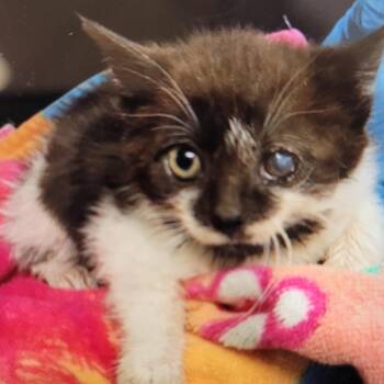 Chicken Little -  Domestic Short Hair Cat for Adoption in Newark, New Jersey - Chicken Little | PetCurious