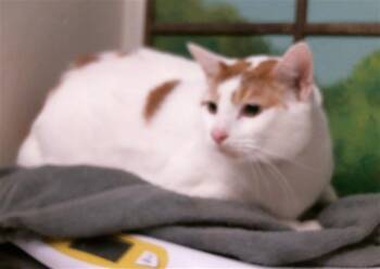 MISH -  Domestic Short Hair Cat for Adoption in Houston, Texas - MISH | PetCurious