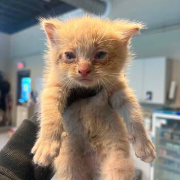 Butthead -  Domestic Short Hair Cat for Adoption in Huntington, West Virginia - Butthead | PetCurious
