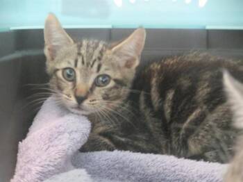 RAIDEN -  Domestic Short Hair Cat for Adoption in Ocala, Florida - RAIDEN | PetCurious