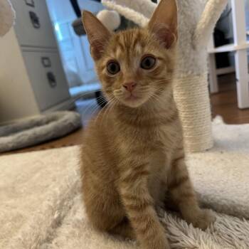 Popper -  Domestic Medium Hair Cat for Adoption in Potomac, Maryland - Popper | PetCurious