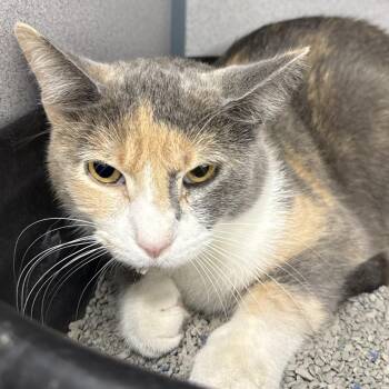 Luna -  Domestic Short Hair Cat for Adoption in Evansville, Indiana - Luna | PetCurious
