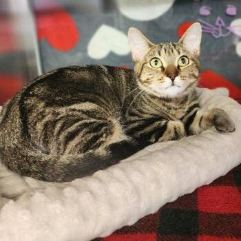 April -  Domestic Short Hair Cat for Adoption in Denison, Texas - April | PetCurious
