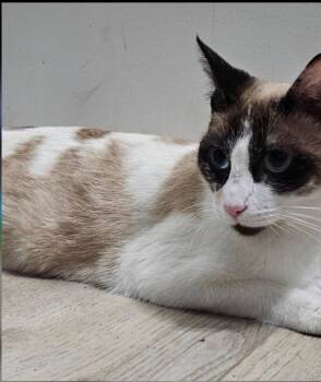 Snowshoe Cats Available for Adoption in Helotes, Texas - Shae | PetCurious