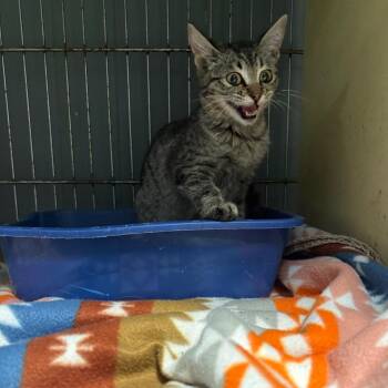 Domestic Short Hair Cats Available for Adoption - Sage K46265 | PetCurious