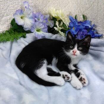 Inky -  Tuxedo Cat Available for Adoption in Hood River, Oregon - Inky | PetCurious