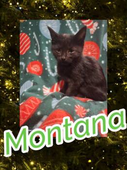 Rescue Domestic Short Hair Cats for Adoption in Bendersville, Pennsylvania - Montana | PetCurious