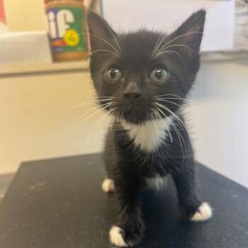 Luna -  Domestic Short Hair Cat for Adoption in Lake Panasoffkee, Florida - Luna | PetCurious