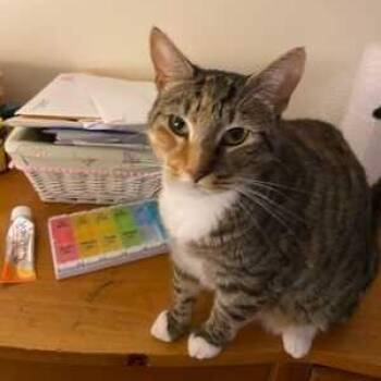 Luna -  Tabby Cat for Adoption in Medford, Massachusetts - Luna | PetCurious