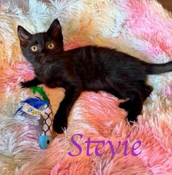 Stevie -  Domestic Medium Hair Cat for Adoption in Oakdale, California - Stevie | PetCurious