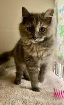 Domestic Long Hair and Domestic Short Hair Cats Available for Adoption in Quakertown, Pennsylvania - Daffodil | PetCurious