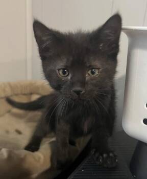 Domestic Short Hair Cats Available for Adoption - Peek-A-Boo | PetCurious