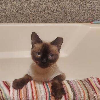 Rescue Siamese Cats for Adoption in Oak Ridge North, Texas - Pretty | PetCurious