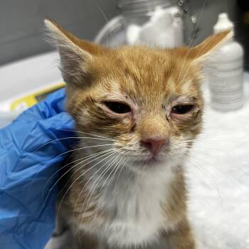 Frank -  Domestic Short Hair Cat for Adoption in Summerville, South Carolina - Frank | PetCurious