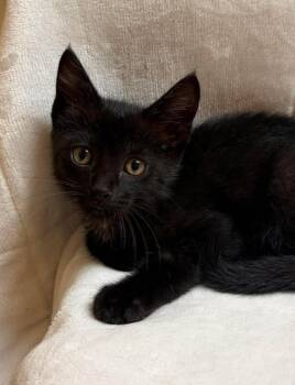Chrysler -  Domestic Short Hair Cat for Adoption in Maryville, Missouri - Chrysler | PetCurious