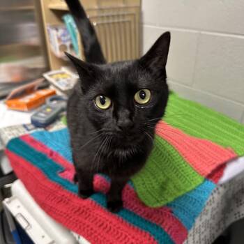 Domestic Short Hair Cats Available for Adoption - Diva | PetCurious