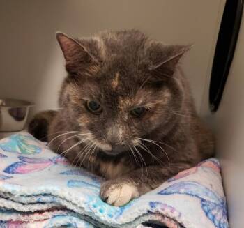 Shadow -  Dilute Tortoiseshell Cat Available for Adoption in Frankfort, Kentucky - Shadow | PetCurious